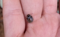 Paropsisterna m-fuscum