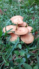 Desarmillaria caespitosa