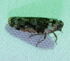 Catonia nava