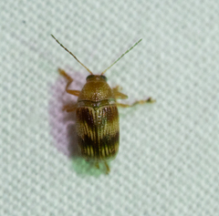 Cryptocephalus tinctus
