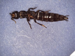 Ocypus aethiops