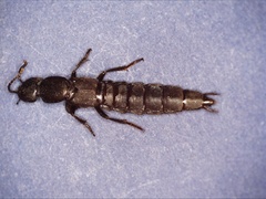 Ocypus aethiops