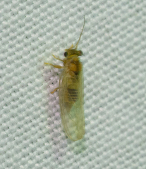 Cacopsylla annulata