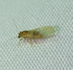Cacopsylla annulata