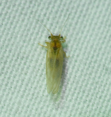 Cacopsylla annulata