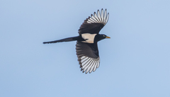 Pica nuttalli