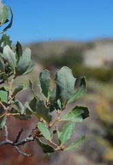 Quercus cornelius-mulleri