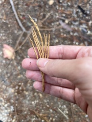 Sequoiadendron giganteum