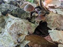 Psilocybe caerulipes