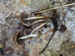 Psilocybe caerulipes