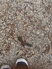 Sequoiadendron giganteum