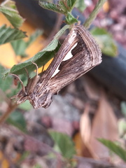 Didugua argentilinea