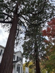 Sequoiadendron giganteum