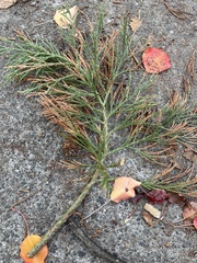 Sequoiadendron giganteum