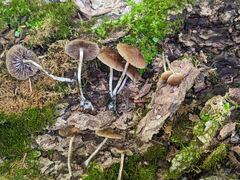 Psilocybe caerulipes