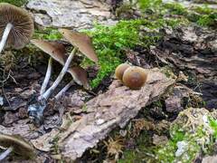 Psilocybe caerulipes