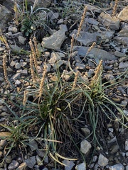 Plantago maritima serpentina