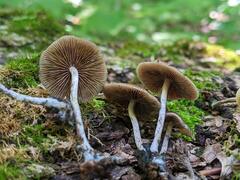 Psilocybe caerulipes