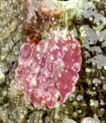 Lithothamnion