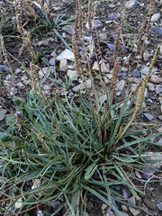 Plantago maritima serpentina