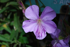Geranium dalmaticum
