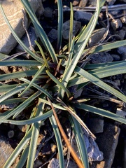 Plantago maritima serpentina