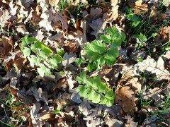 Heracleum sphondylium sibiricum