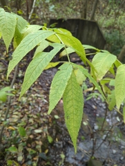 Sambucus racemosa