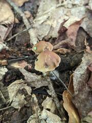 Psilocybe caerulipes