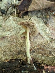 Psilocybe caerulipes