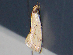 Atalopsis