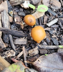 Psilocybe allenii