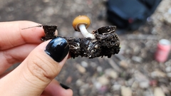 Psilocybe allenii