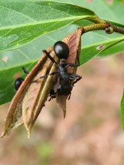 Cephalotes atratus