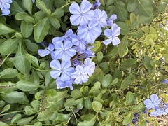 Plumbago