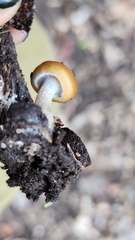 Psilocybe allenii