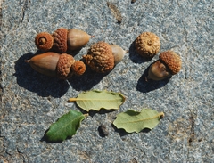 Quercus cornelius-mulleri