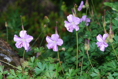 Geranium dalmaticum