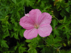 Geranium endressii