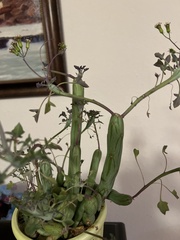 Baculellum articulatum