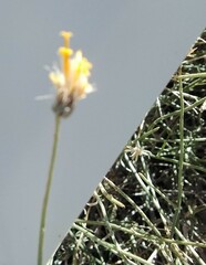 Bebbia juncea