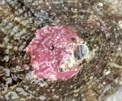Lithothamnion