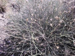 Bebbia juncea
