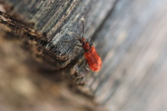 Lemodes coccinea