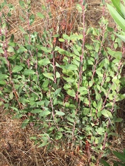 Arctostaphylos manzanita