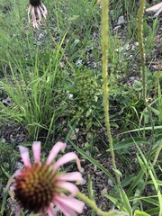 Echinacea simulata