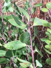 Arctostaphylos manzanita