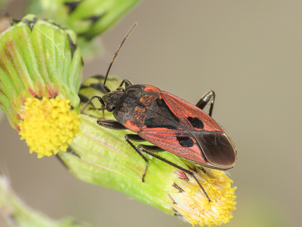 Rhyparochromus sanguineus