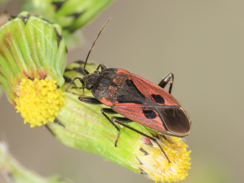 Rhyparochromus sanguineus