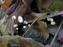 Marasmius bulliardii